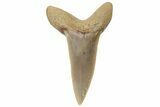 Sand Tiger Shark (Carcharias) Tooth - Dakhla, Morocco #225300-1